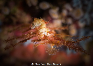 small by Marc Van Den Broeck 